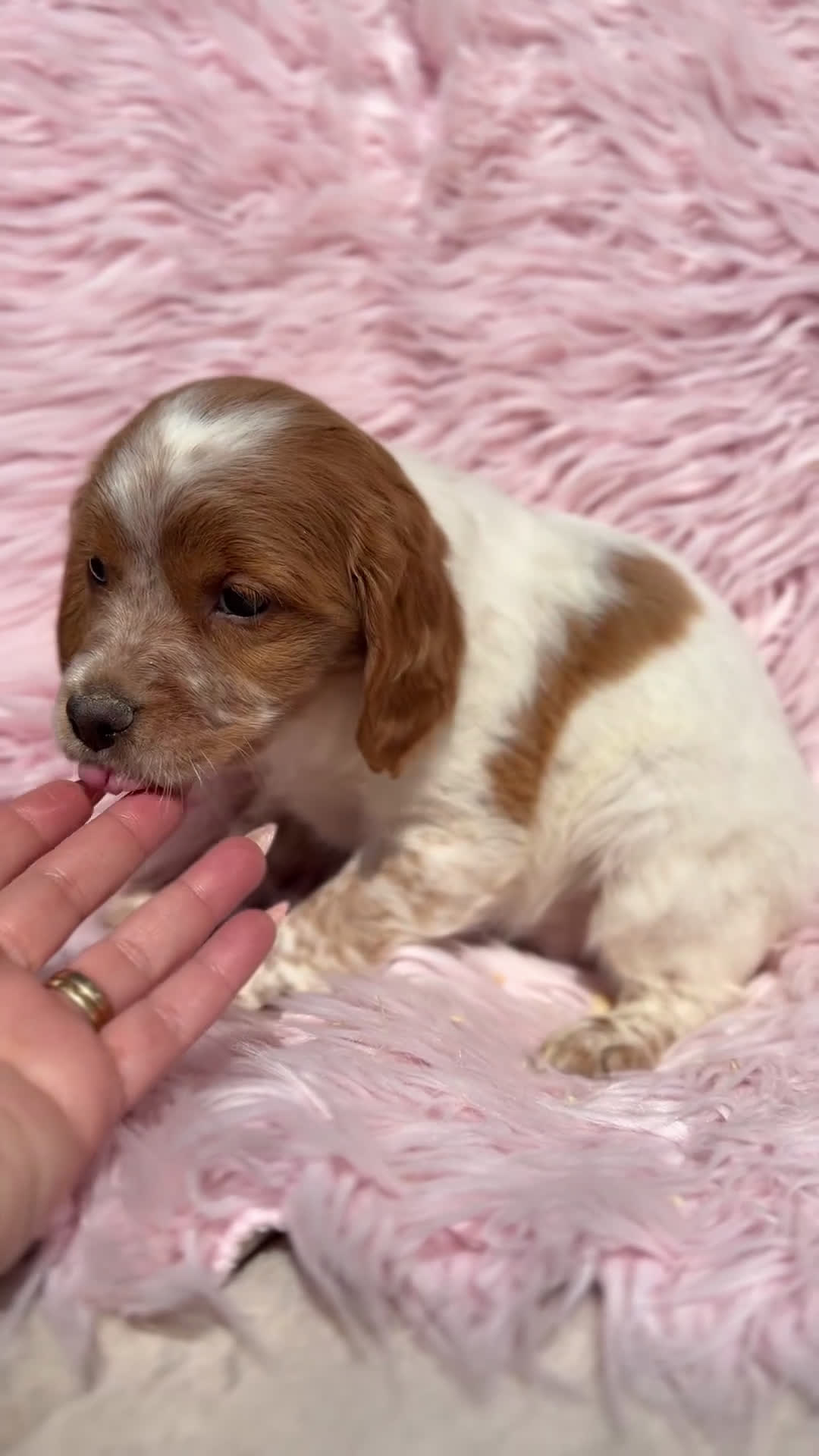 Épagneul Breton perros en venta: Breton español  - Video 1