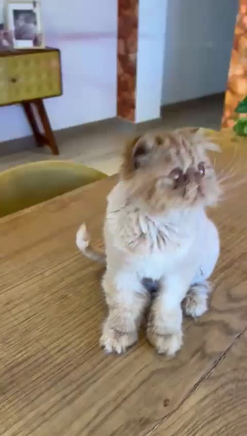 Persa gatos en venta: Persa Rojo Tabby - Video 1