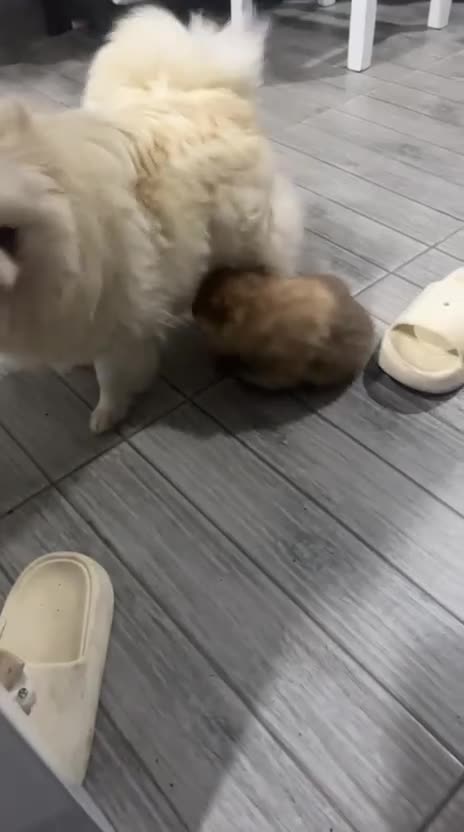 Pomerania perros en venta: Lulu pomerania toy cara de oso!! - Video 1