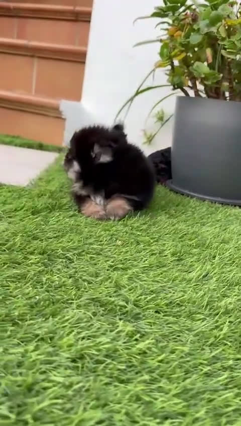 Pomerania perros en venta: POMERANIA HEMBRA BLACK AND TAN - Video 1