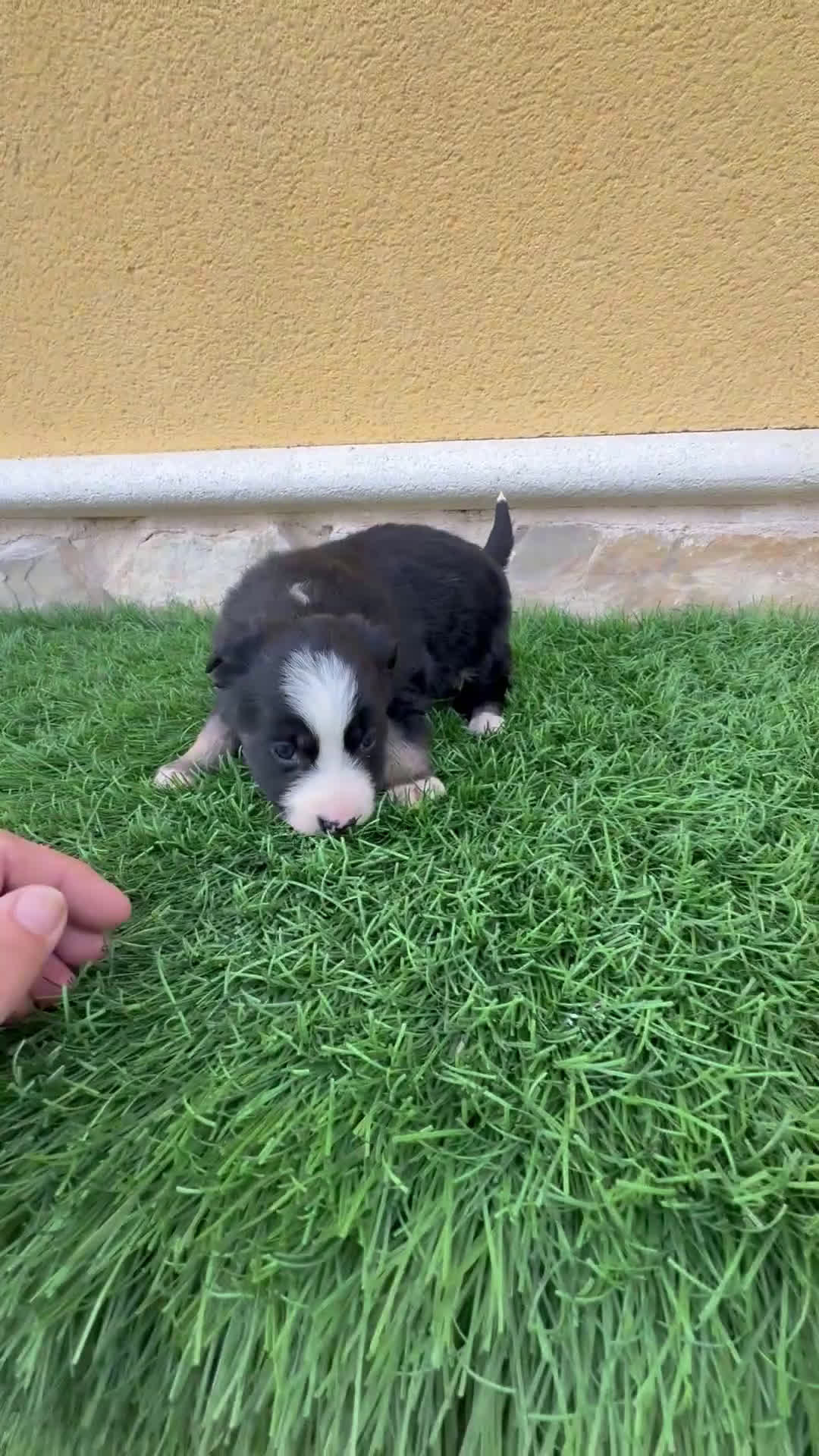 Border Collie perros en venta: Border Collie hembra negra blanca  - Video 1