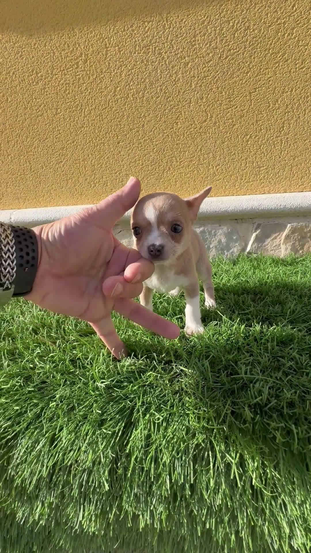 Chihuahua perros en venta: Chihuahua Toy tricolor macho - Video 2