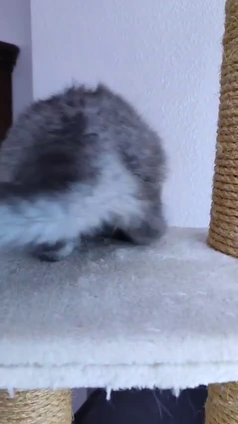 Británico de Pelo Largo gatos en venta: Hembra British Longhair - Video 1