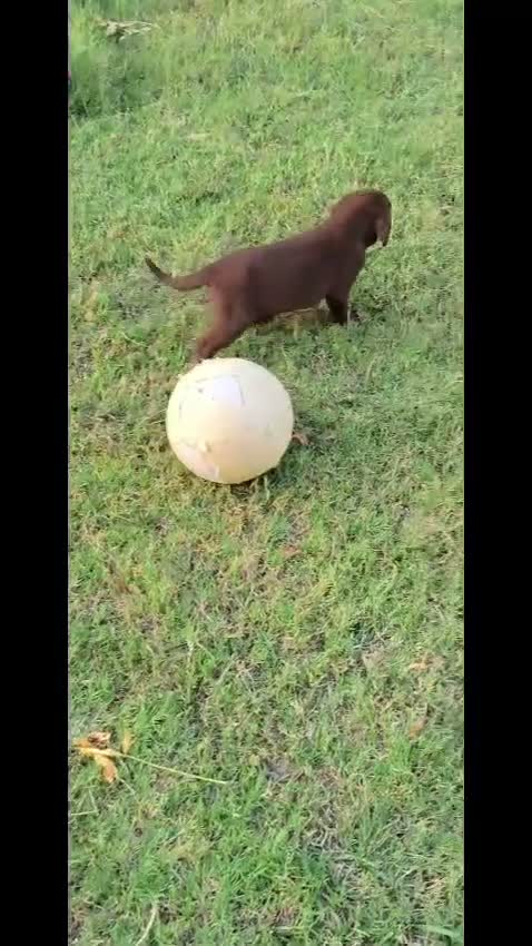 Labrador Retriever perros en venta: labrador chocolate  - Video 1