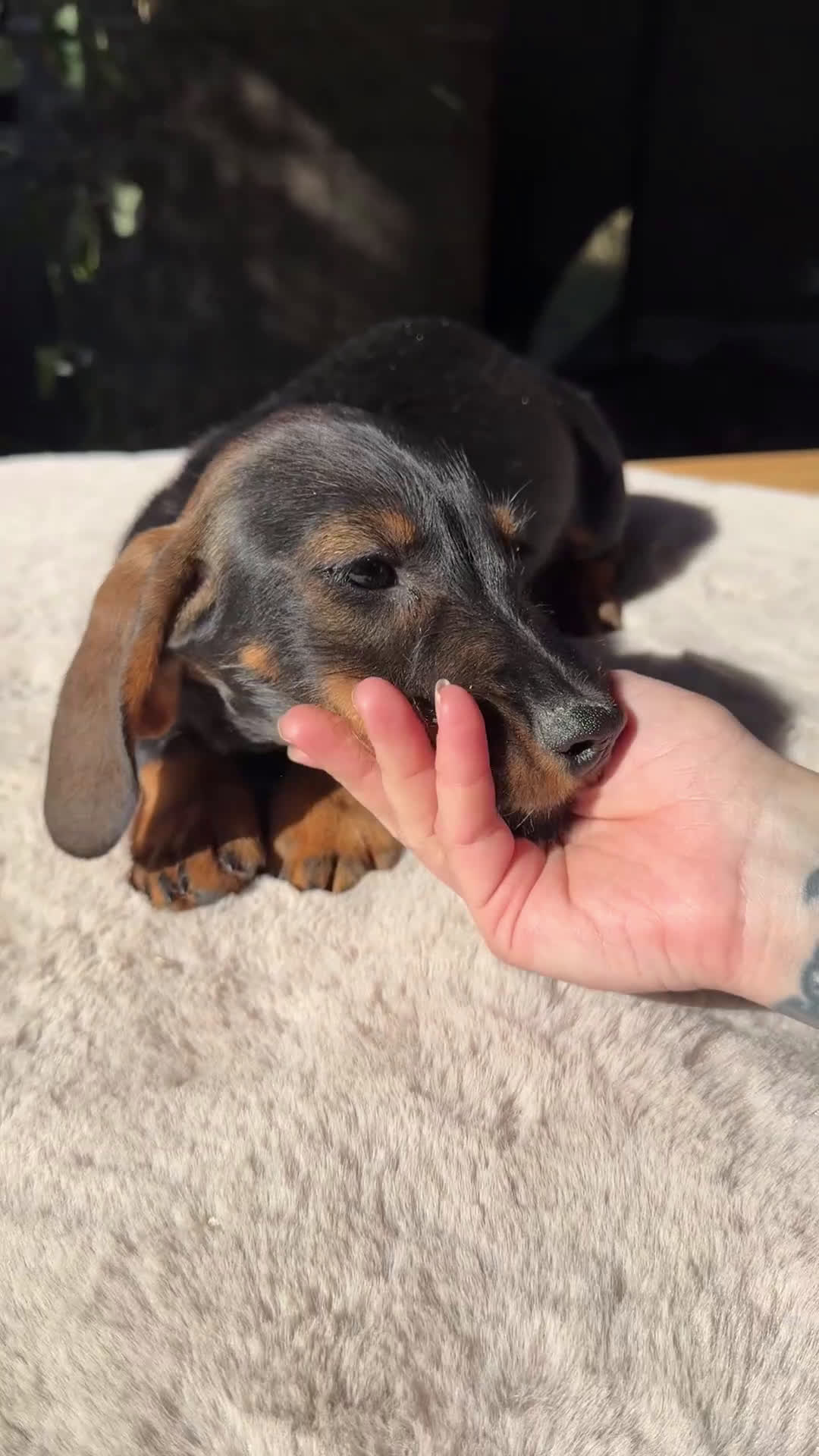 Teckel Miniatura perros en venta: Teckel jabalí macho  - Video 1