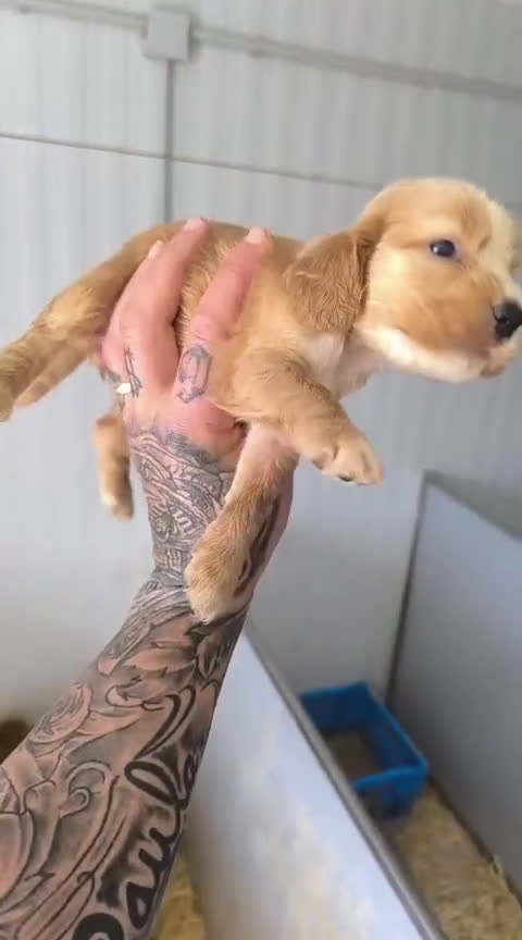 Cocker Spaniel Americano perros en venta: Cocker hembras pura raza  - Video 1