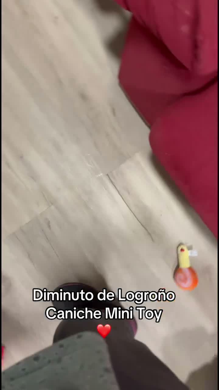Caniche Toy perros en venta: Machito de caniche Toy  - Video 1