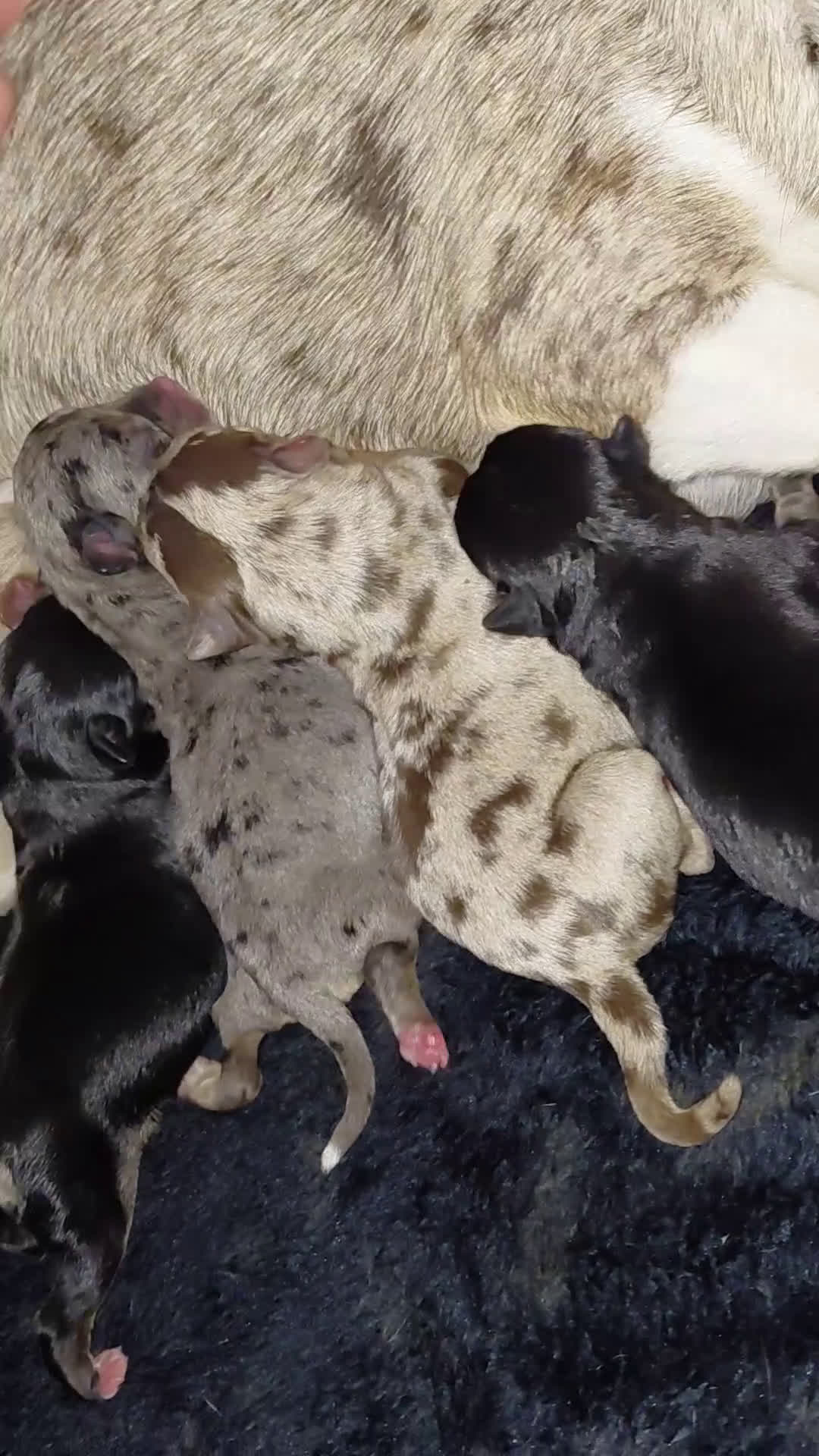 Chihuahua perros en venta: Chihuahua  - Video 1