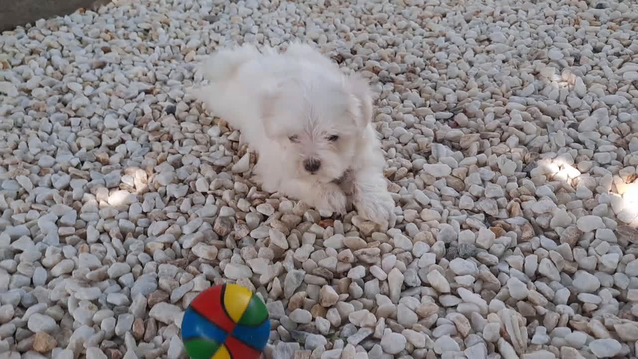Bichón Maltés perros en venta: Cachorritas de Bichon Maltes  - Video 2