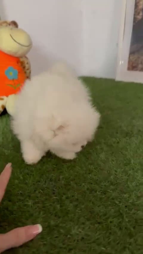 Pomerania perros en venta: Pomerania miniatura  - Video 1