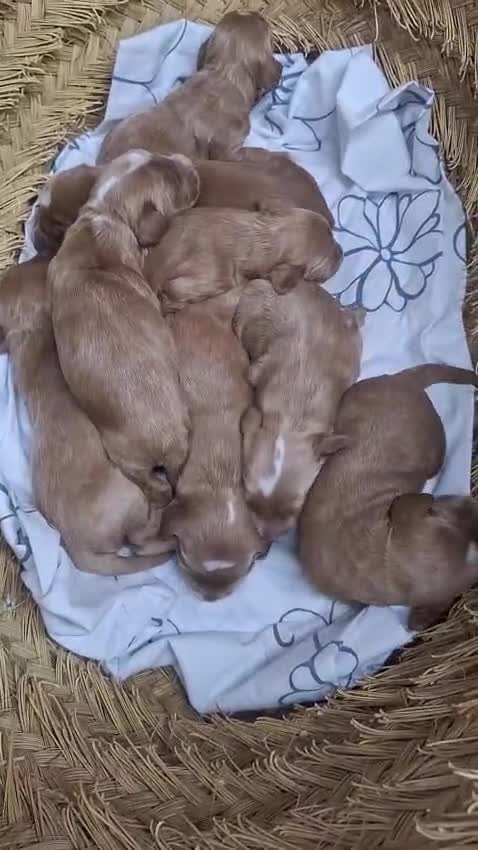 Cockapoo perros en venta: Cockapoo - Video 1