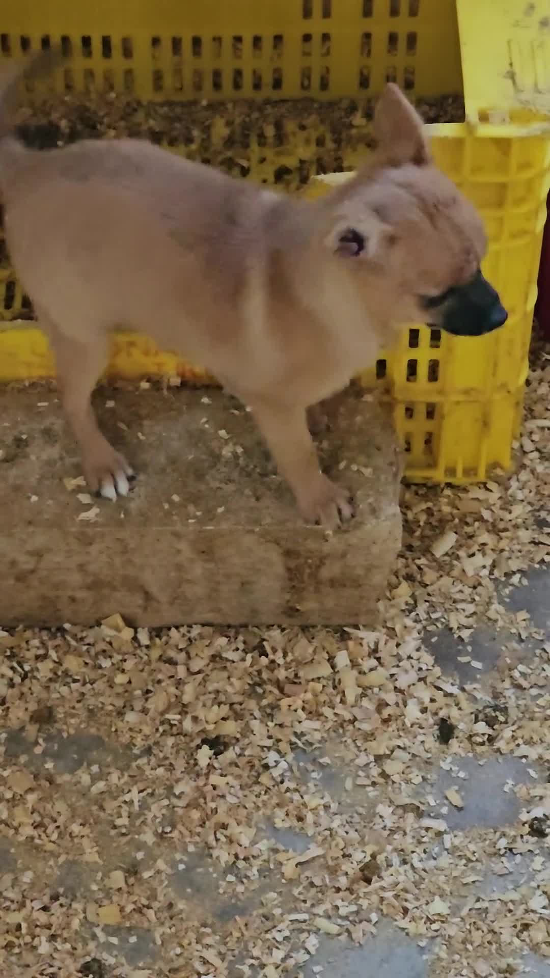 Raza Mixta perros en venta: Mini toy  - Video 1