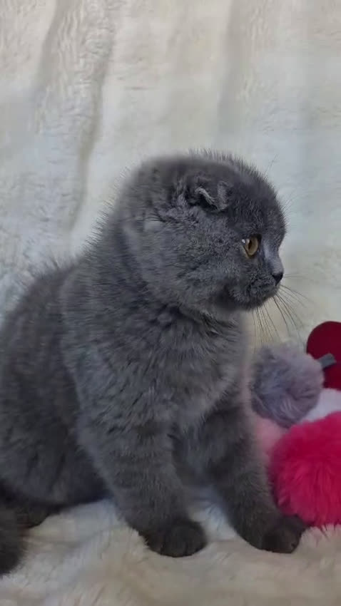 Scottish Fold gatos en venta: Scottish fold Blue Macho precioso disponible  - Video 1