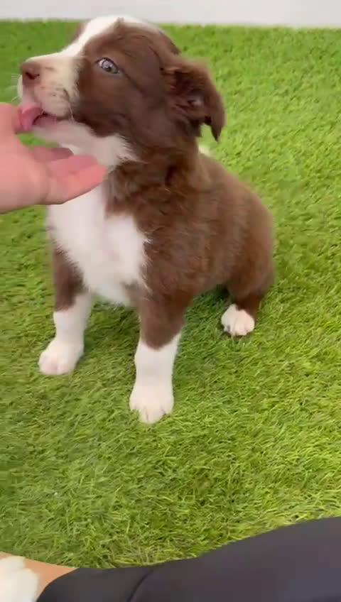 Border Collie perros en venta: BORDER COLLIE HEMBRA  - Video 1