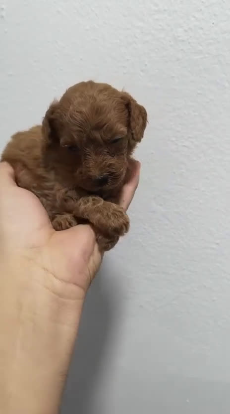 Caniche Enano perros en venta: Caniche toys rojo  - Video 2