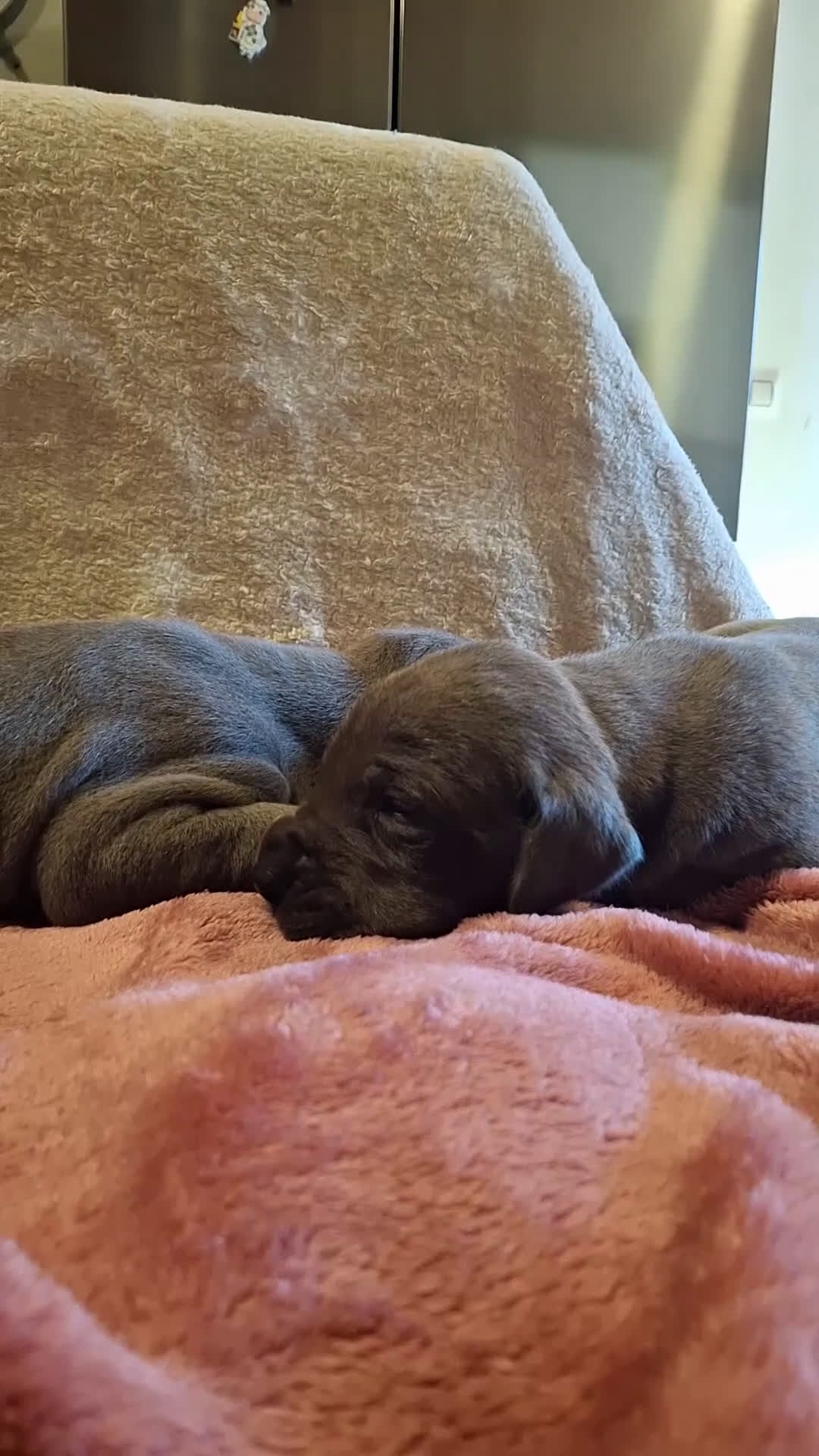 Dogo Alemán perros en venta: Dogo Alemán Azul - Video 1