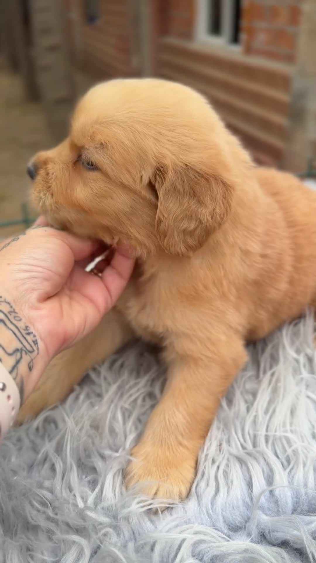 Golden Retriever perros en venta: Golden dorados  - Video 4