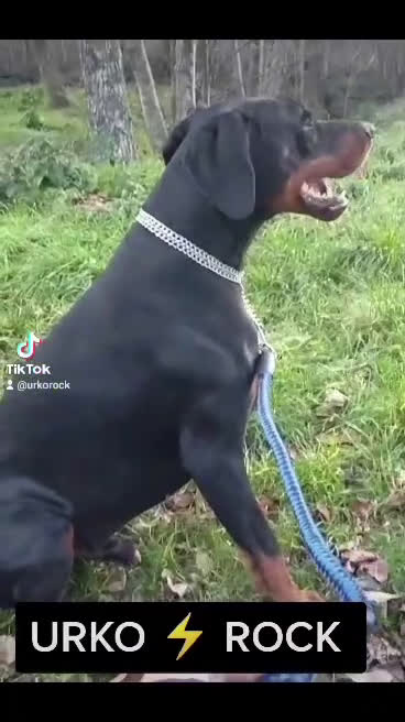 Dobermann perros en venta: Doberman de calidad  - Video 1
