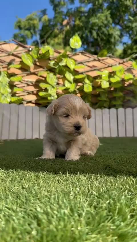 Maltipoo perros en venta: MALTIPOO MACHO - Video 1