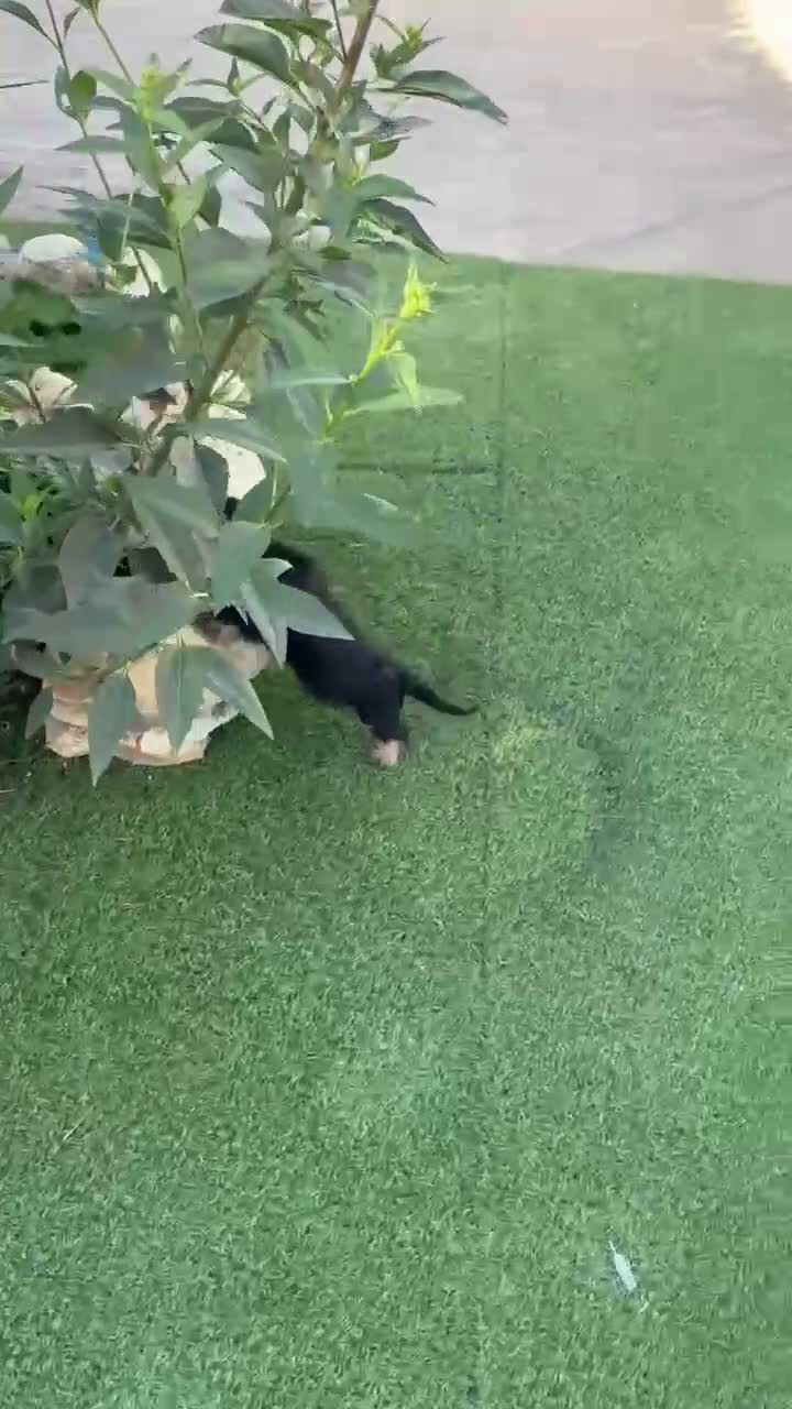 Teckel perros en venta: Cachorra de teckel pelo duro - Video 2