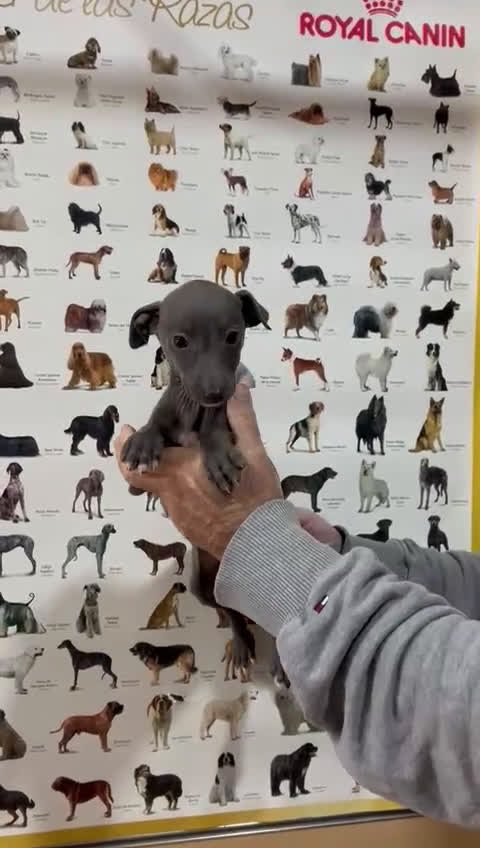 Pequeño Lebrel Italiano perros en venta: Piccolo lebrel italiano galgo  - Video 2
