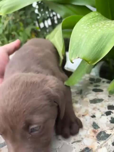 Labrador Retriever perros en venta: Labrador retriever línea inglesa chocolate  - Video 3