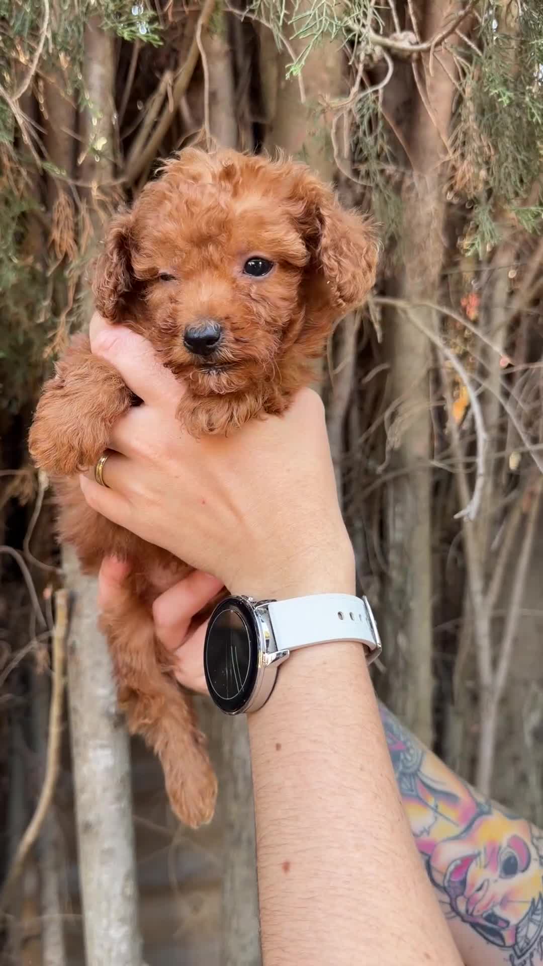 Caniche Toy perros en venta: Caniche Toy rojo  - Video 1