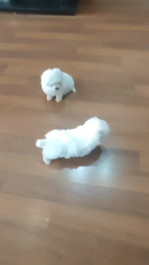 Bichón Maltés perros en venta: Bichón Maltes - Video 2