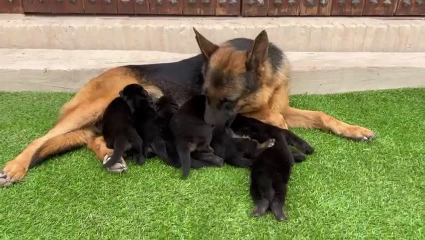 Pastor Alemán perros en venta: Pastor Alemán con pedigree  - Video 1