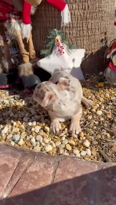 Chihuahua perros en venta: Chihuahua  - Video 1