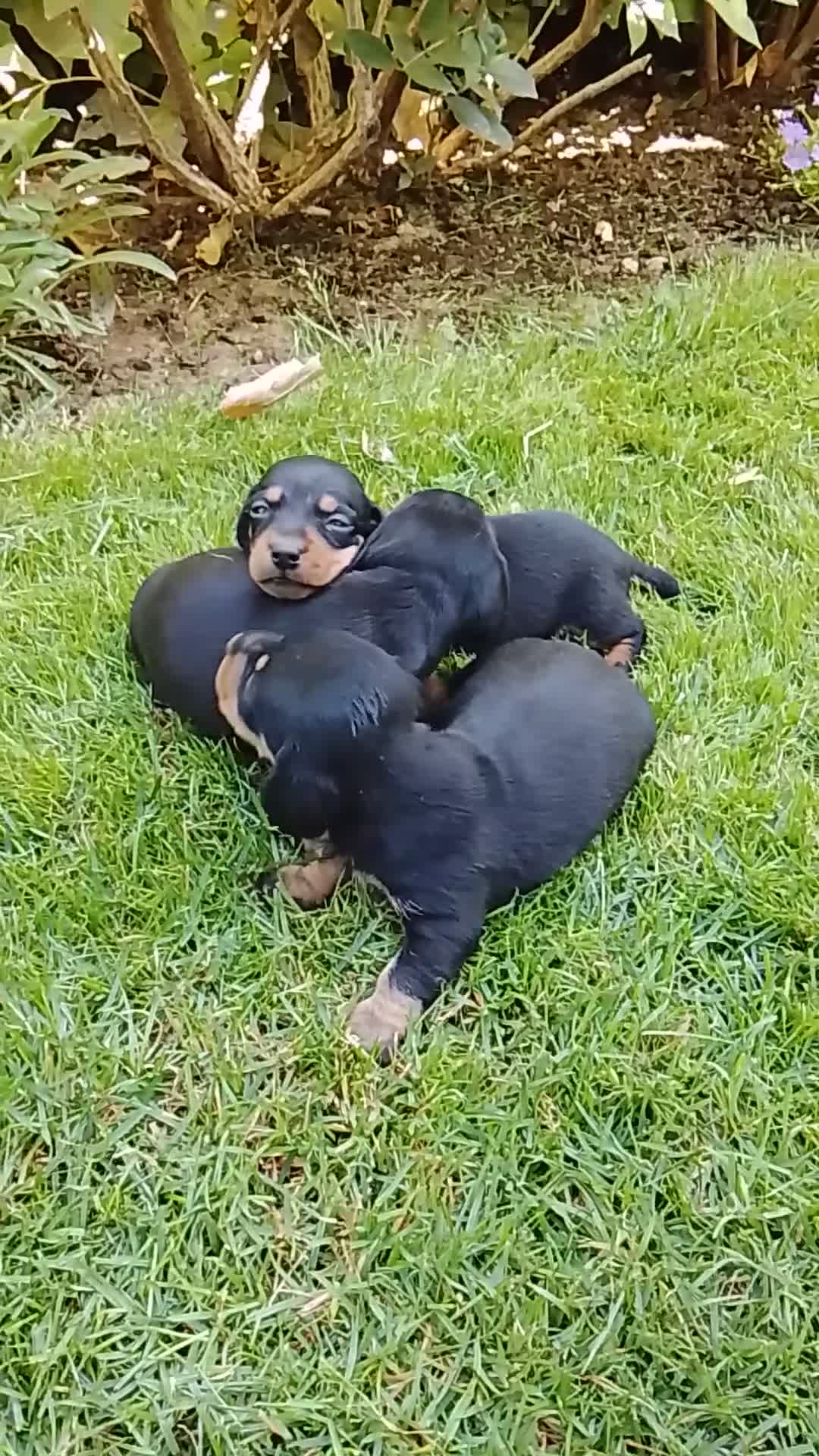 Teckel Miniatura perros en venta: Teckel miniatura negro fuego  - Video 2
