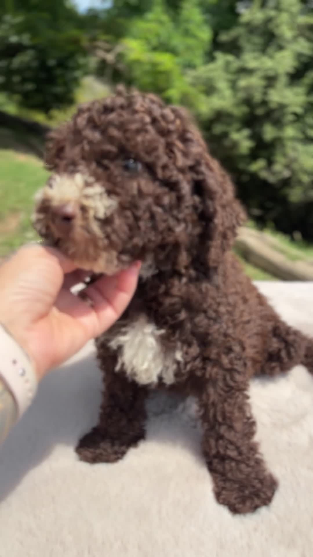 Perro de Agua Español perros en venta: Perro de agua chocolate  - Video 1