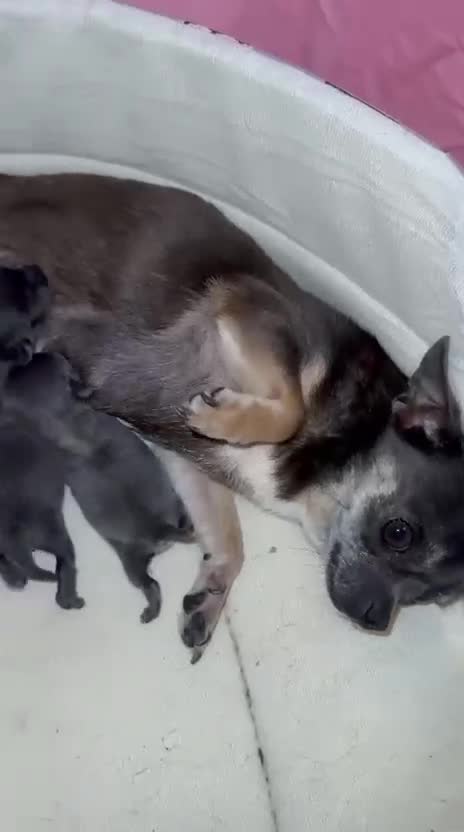 Chihuahua perros en venta: Chihuahua Toy blue cabeza manzana  - Video 4