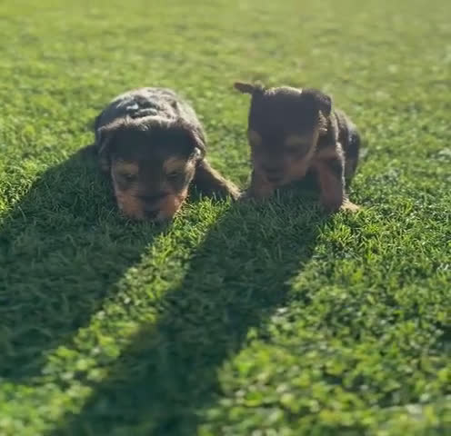 Yorkshire Terrier perros en venta: Yorkshire terrier Toy super pequeños  - Video 1