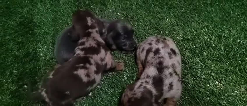 Teckel Miniatura perros en venta: Camada de Teckel Arlequin Miniatura - Video 2