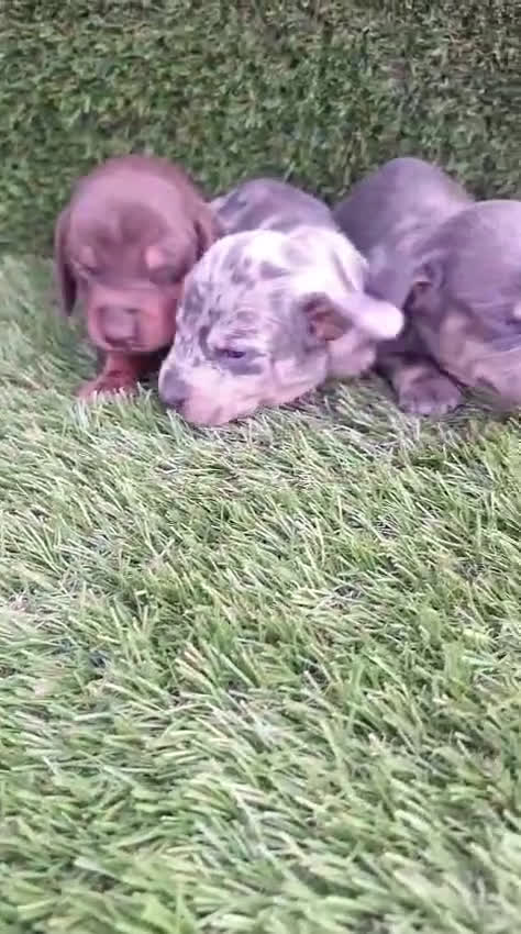 Teckel Miniatura perros en venta: Teckel Navidad - Video 1