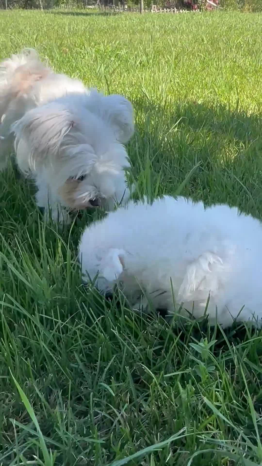 Bichón Maltés perros en venta: Bonita camada Bichon Maltes - Video 2