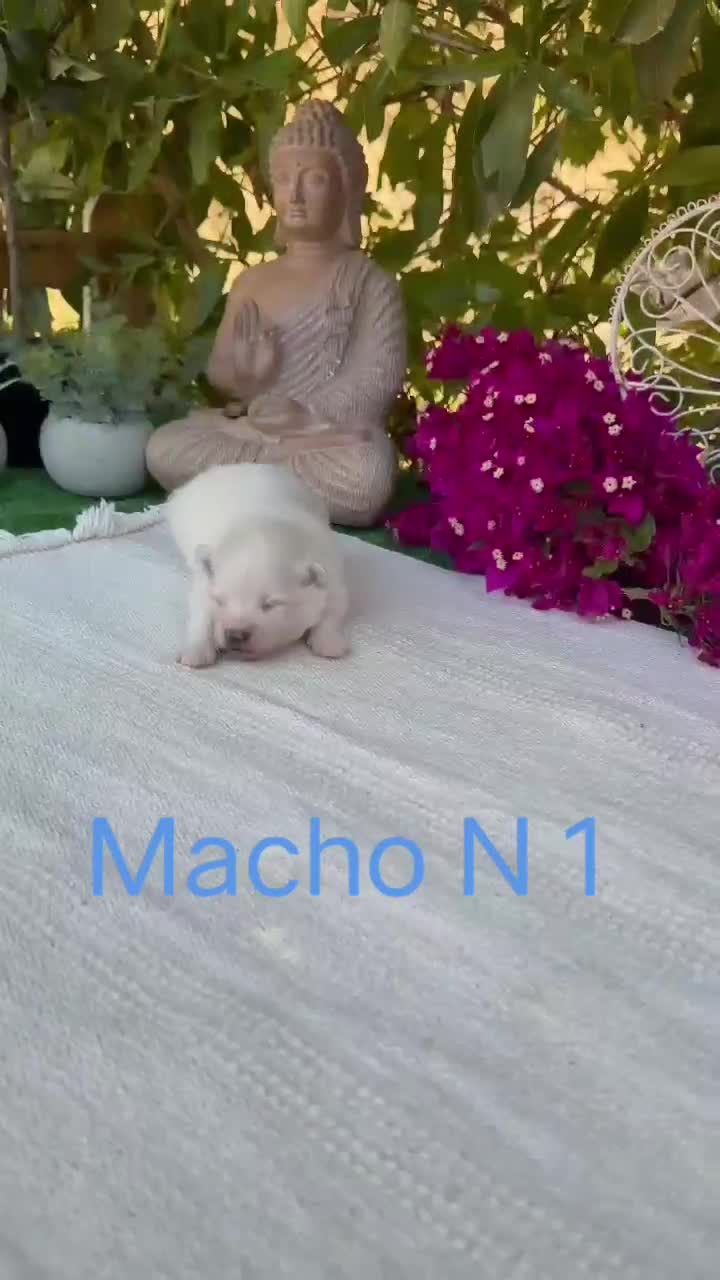 Pomerania perros en venta: Lulu de pomerania Toy blancos preciosos  - Video 1