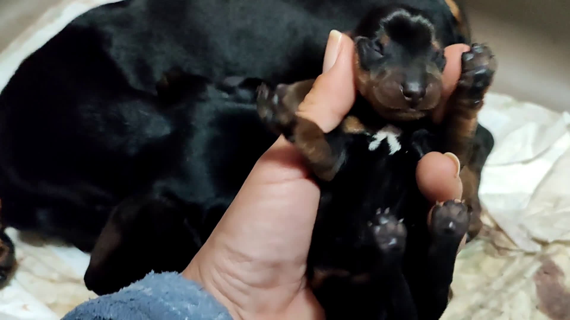 Teckel perros en venta: Teckel Kanichen precio real - Video 4