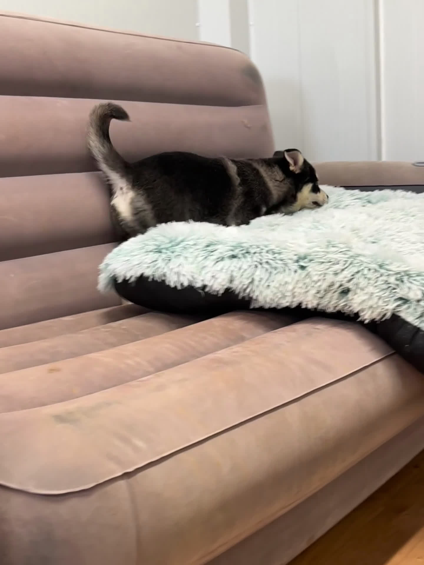 Pomsky perros en venta: Pomsky miniatura multigeneracional  - Video 1