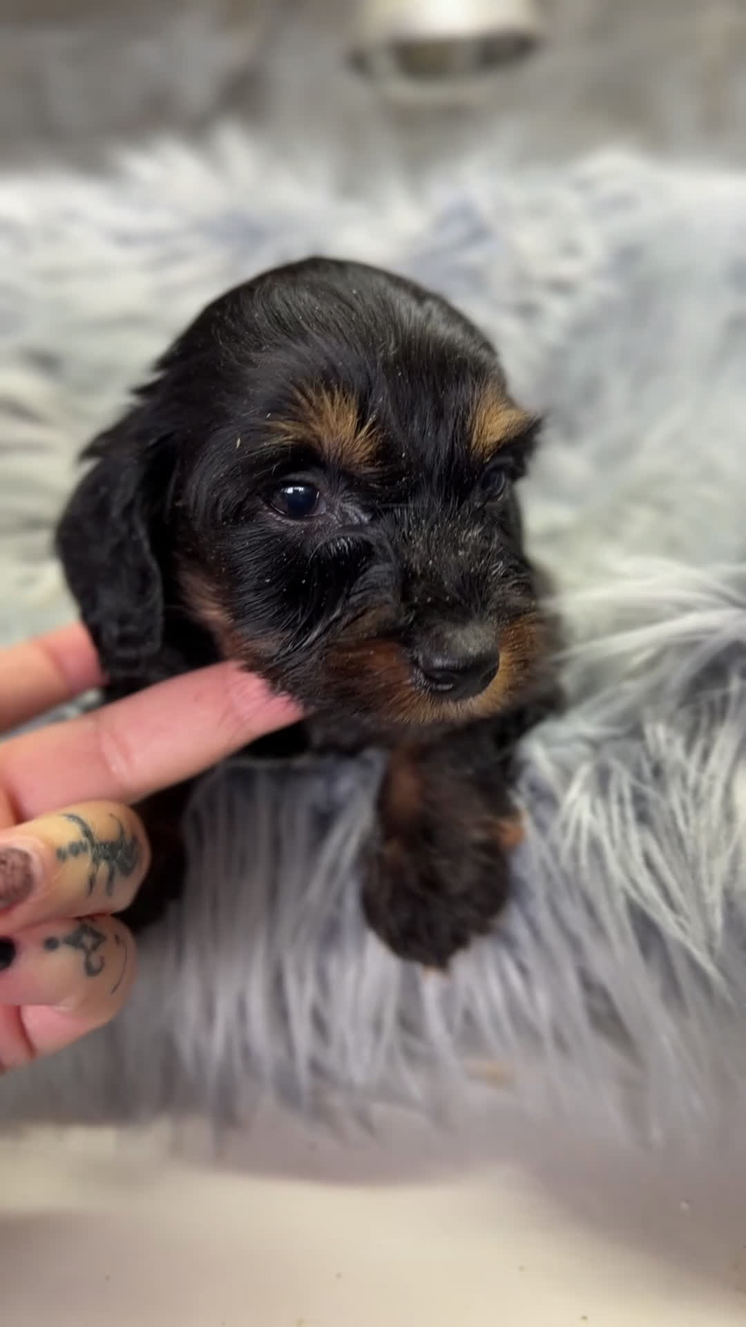 Teckel Miniatura perros en venta: Teckel pelo largo Kaninchen  - Video 1