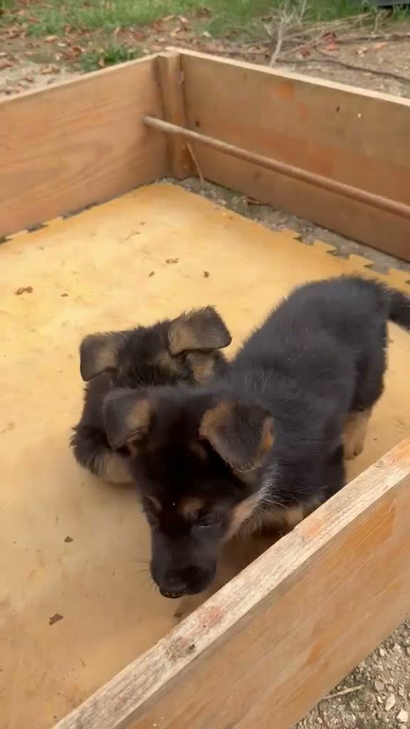 Pastor Alemán perros en venta: Cachorros pastor alemán Pedigree excelente  - Video 1