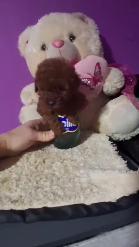 Caniche Toy perros en venta: Caniche toy - Video 1
