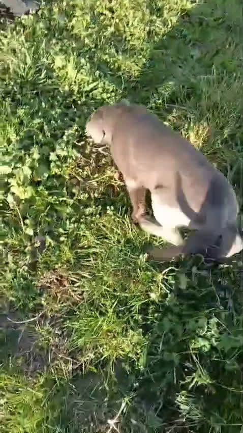 Cane Corso perros en venta: Preciosos cachorros de Cane corso - Video 2