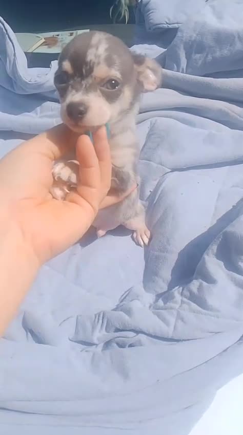 Chihuahua perros en venta: chihuahua trimerle lilacchoco ojos azules - Video 2