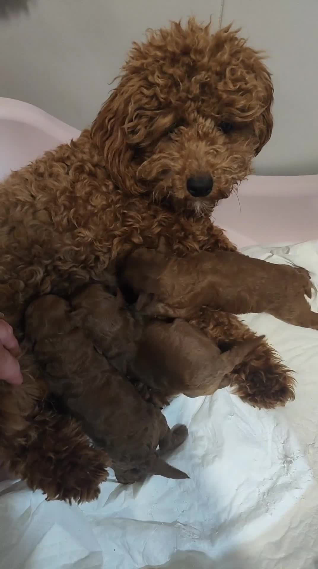 Caniche Toy perros en venta: ABRIMOS RESERVAS CANICHE ROJO en Barcelona - Video 2