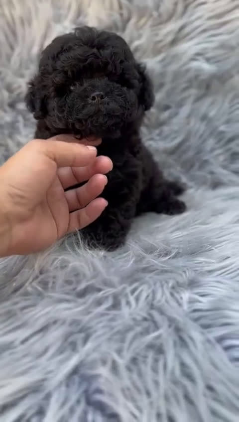 Caniche Toy perros en venta: Caniche  toy negro macho  - Video 1