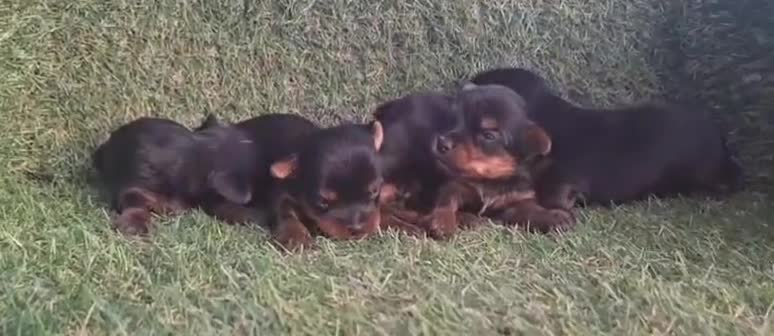 Yorkshire Terrier perros en venta: Yorkshire terrier - Video 1