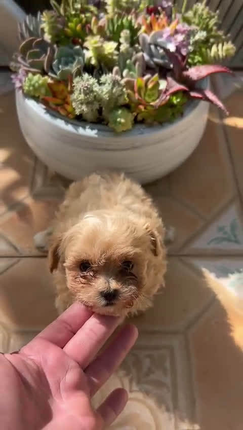 Maltipoo perros en venta: Maltipoo, machos y hembras  en Granada - Video 4