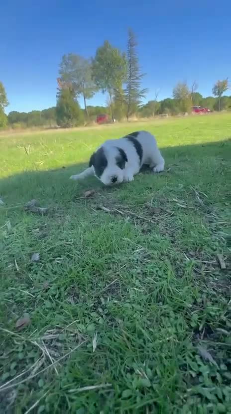 Border Collie perros en venta: Border collie - Video 2